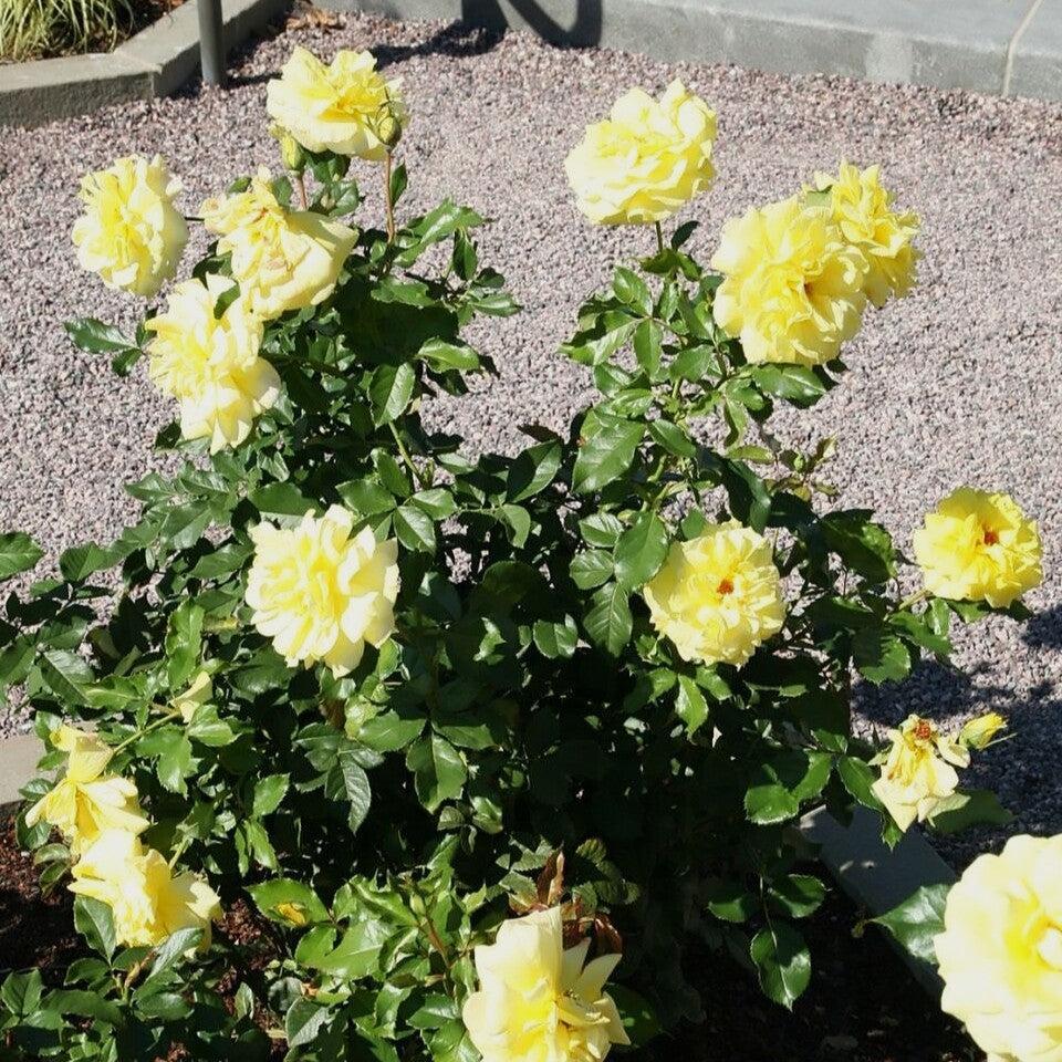 Rosa 'KORresia'  - Sunsprite Rose