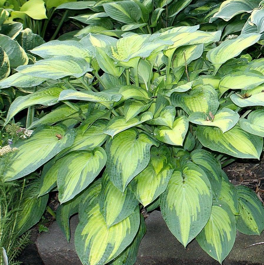 Hosta x 'Paul's Glory'  - Paul's Glory Hosta