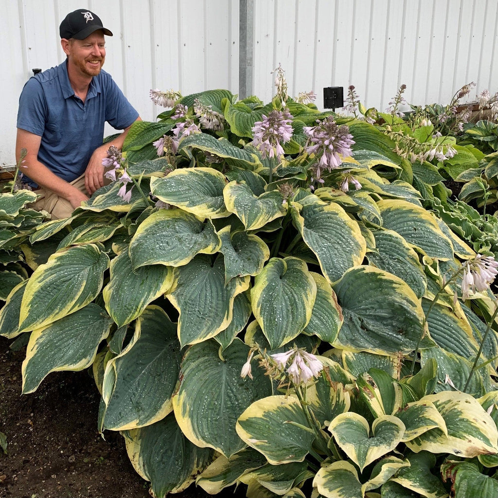 Hosta 'Gigantosaurus'  - PW® Shadowland® Gigantosaurus Hosta