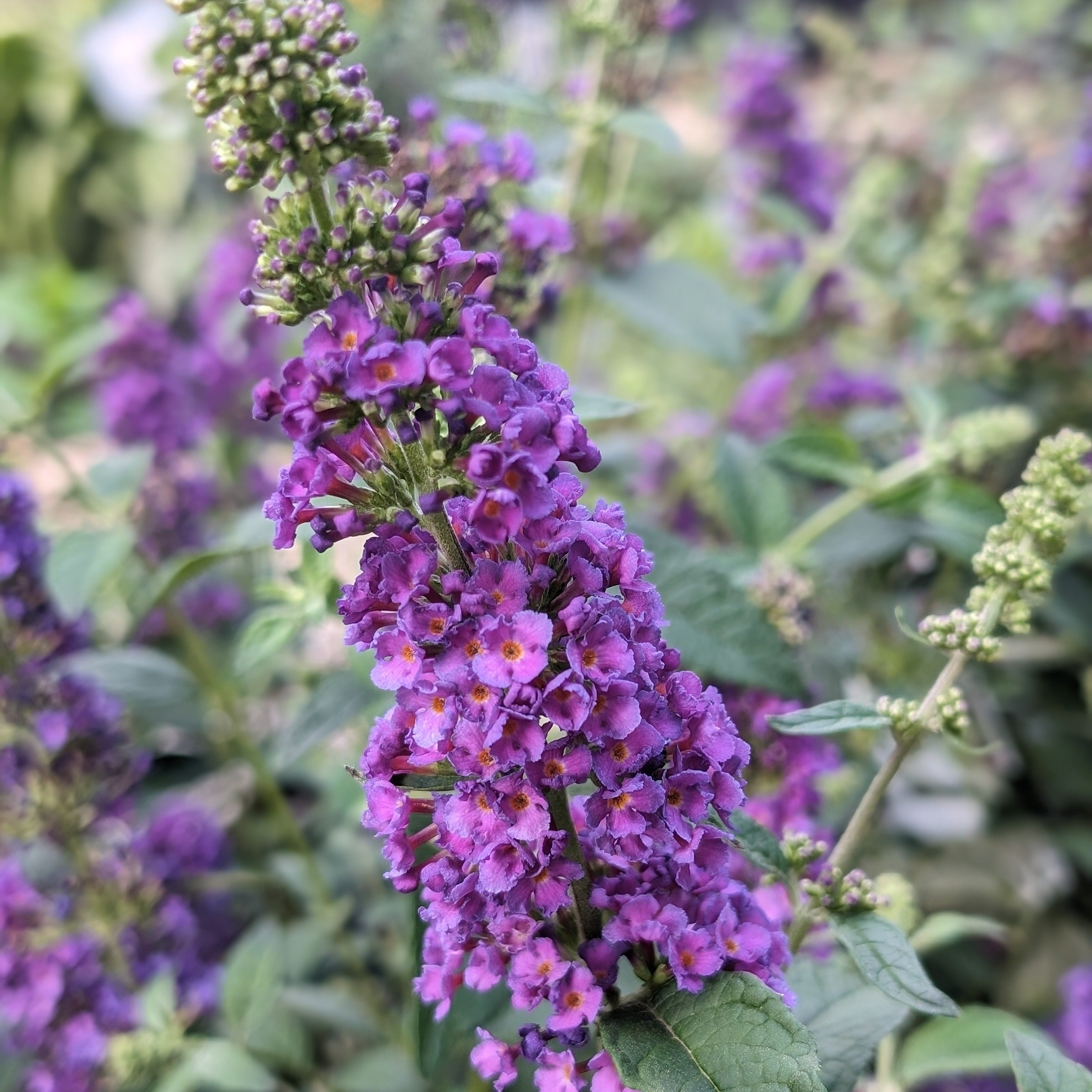 Buddleia x 'Miss Violet' PP #28,448  - Miss Violet Butterfly Bush
