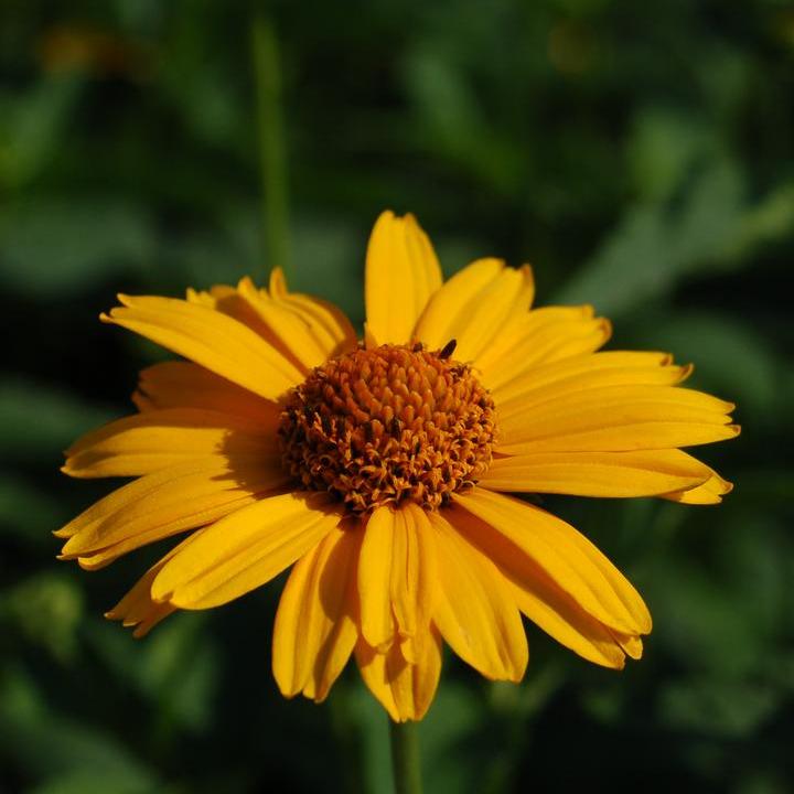 Heliopsis helianthoides 'Tuscan Sun'  - Tuscan Sun False Sunflower
