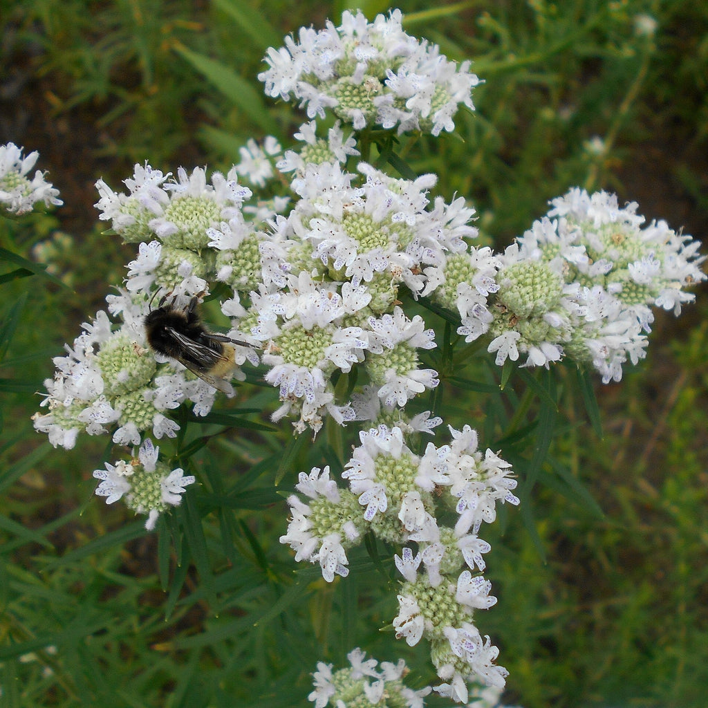 Pycnanthemum virginianum  - Virginia Mountain Mint