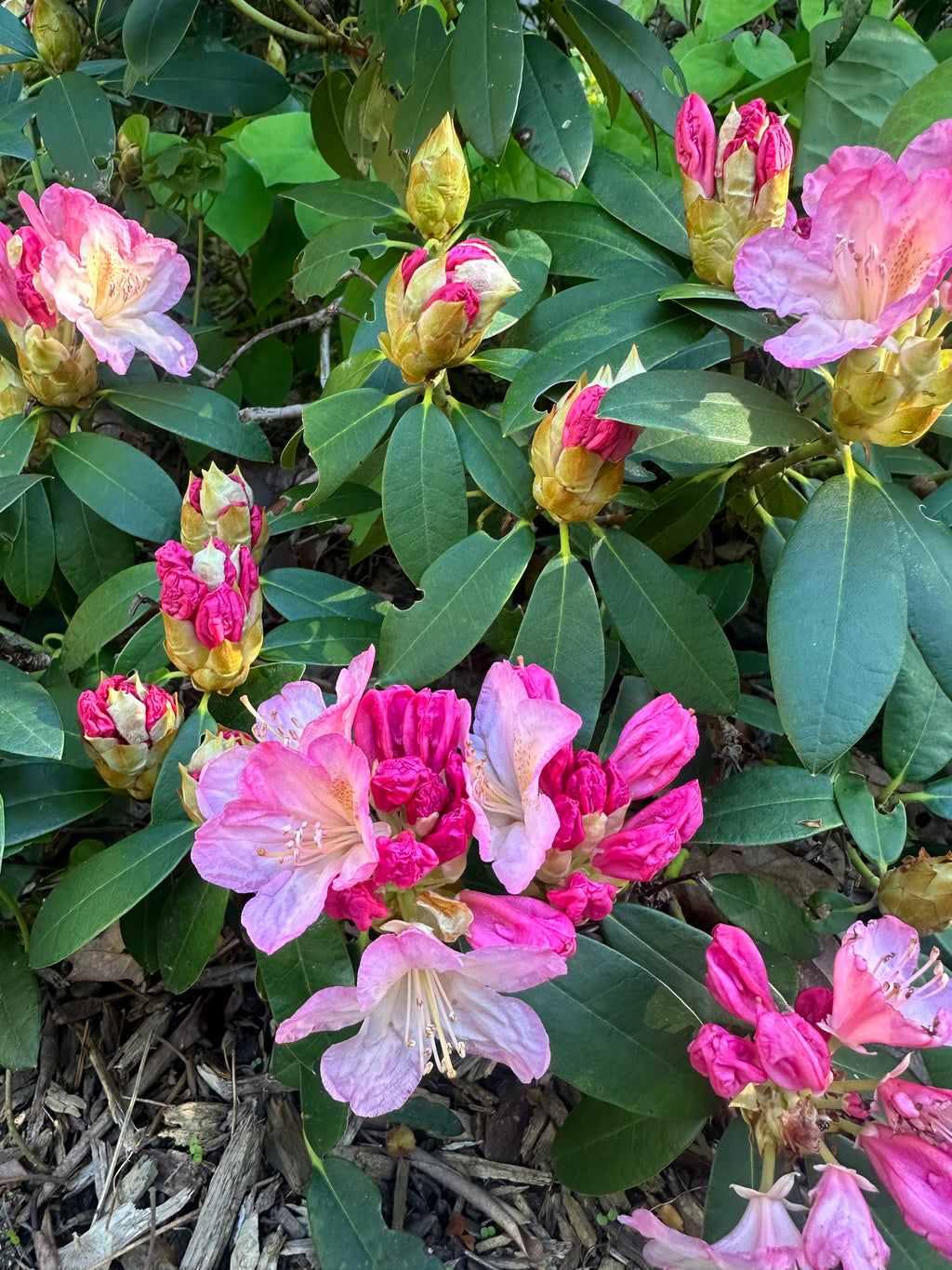 Rhododendron yakushimanum 'Percy Wiseman'  - Percy Wiseman Rhododendron