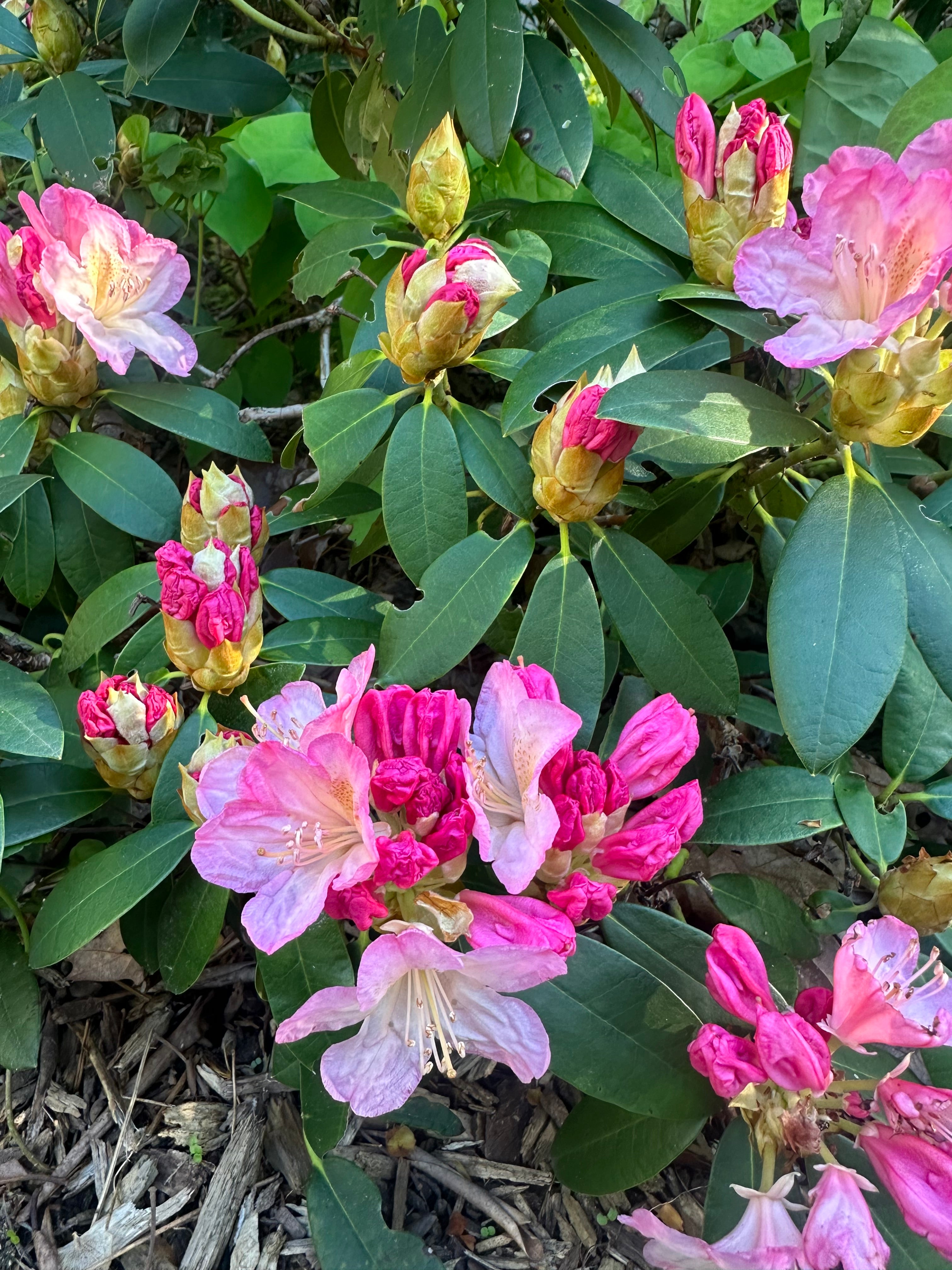 Rhododendron yakushimanum 'Percy Wiseman'  - Percy Wiseman Rhododendron