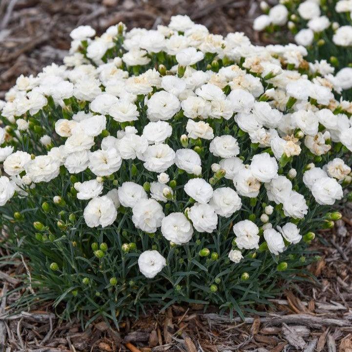 Dianthus 'Whipped Cream'  -  PW® Fruit Punch® Whipped Cream Dianthus