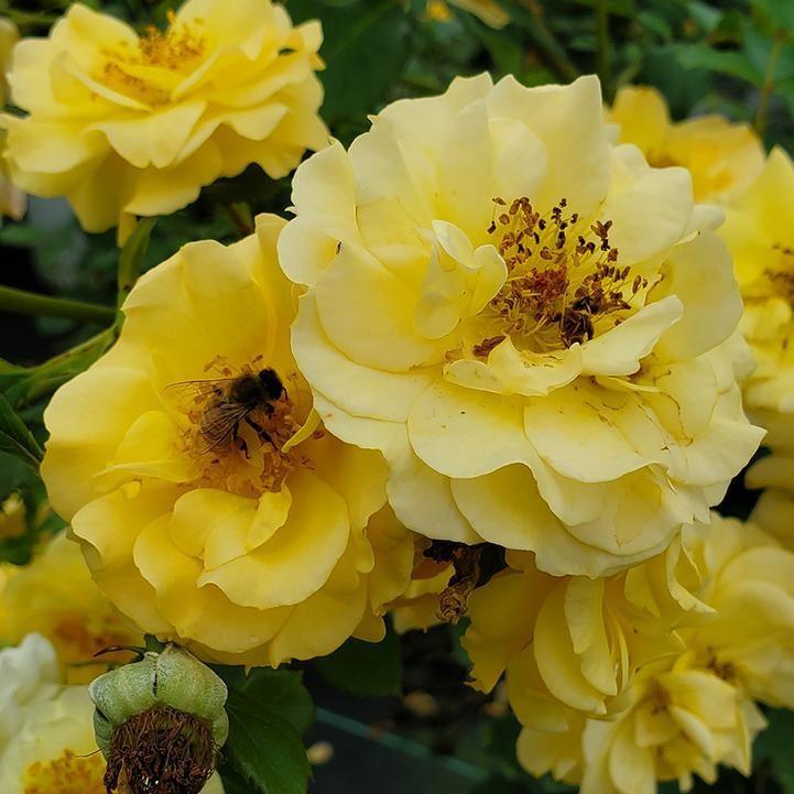 Rosa x 'ChewAmberness'  - Rise Up® Amberness® Climbing Rose