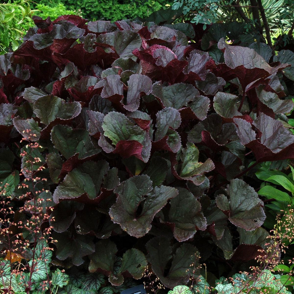 Ligularia dentata 'Britt-Marie Crawford'  - Britt-Marie Crawford Leopard Plant