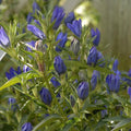Gentiana 'True Blue'  - True Blue Gentian