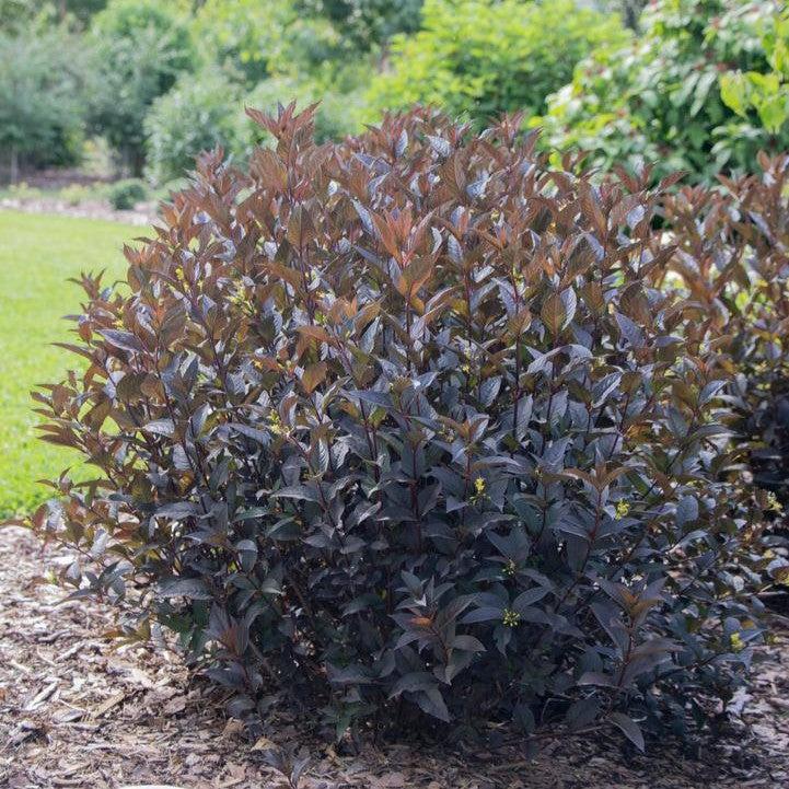 Diervilla rivularis 'SMNDSN'  - Kodiak® Jet Black Honeysuckle