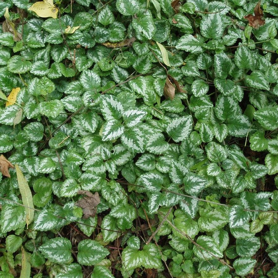Variegated Yellow Archangel (Lamiastrum galeobdolon) — Silver Groundcover Perennial