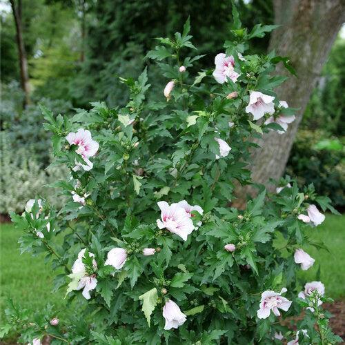 Hibiscus syriacus 'Rwoods6'  - PW® Starblast Chiffon® Rose of Sharon