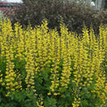 Baptisia 'Lemon Meringue'  - Decadence® Lemon Meringue Baptisia