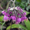 Allium cernuum  - Nodding Onion