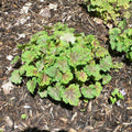 Heuchera americana  - Coral Bells