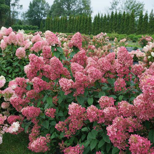 Hydrangea paniculata 'SMHPFL' PP25,135  - Fire Light® Hardy Hydrangea