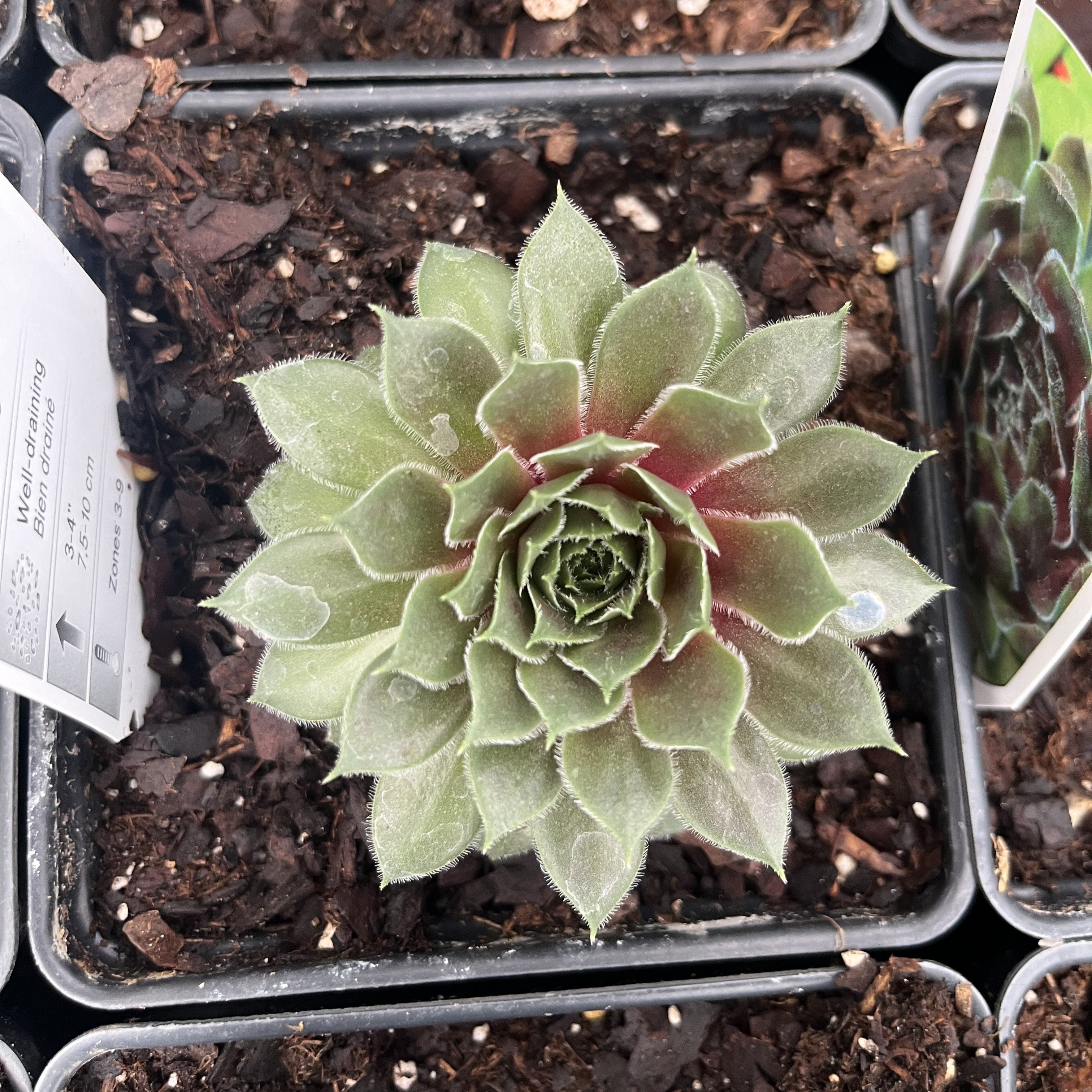 Sempervivum 'Ruby Heart' - Ruby Heart Hens and Chicks – Green Valley ...