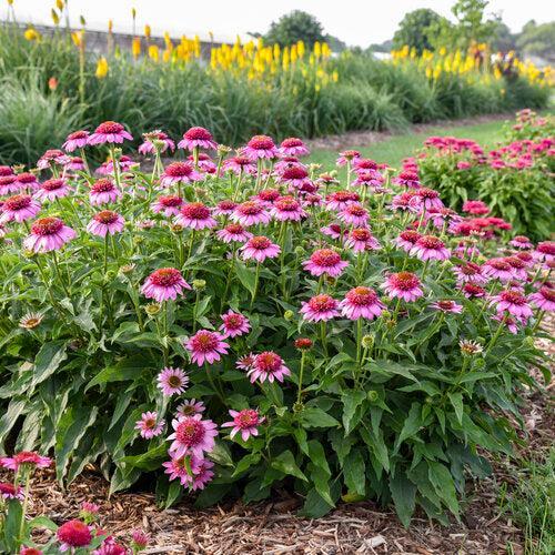 Echinacea 'Everything's Rosy'  - Double Coded® Everything's Rosy Echinacea