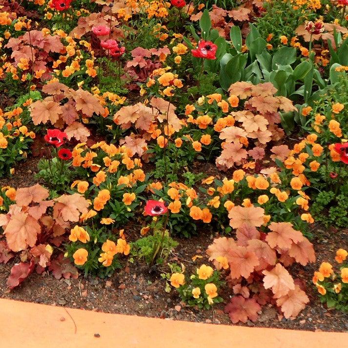 Heuchera 'Caramel' PP16,560  - Caramel Coral Bells, Heuchera
