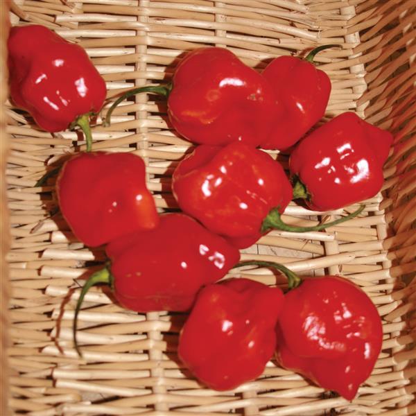 Capsicum annuum 'Red Habanero'  - Red Habanero Pepper