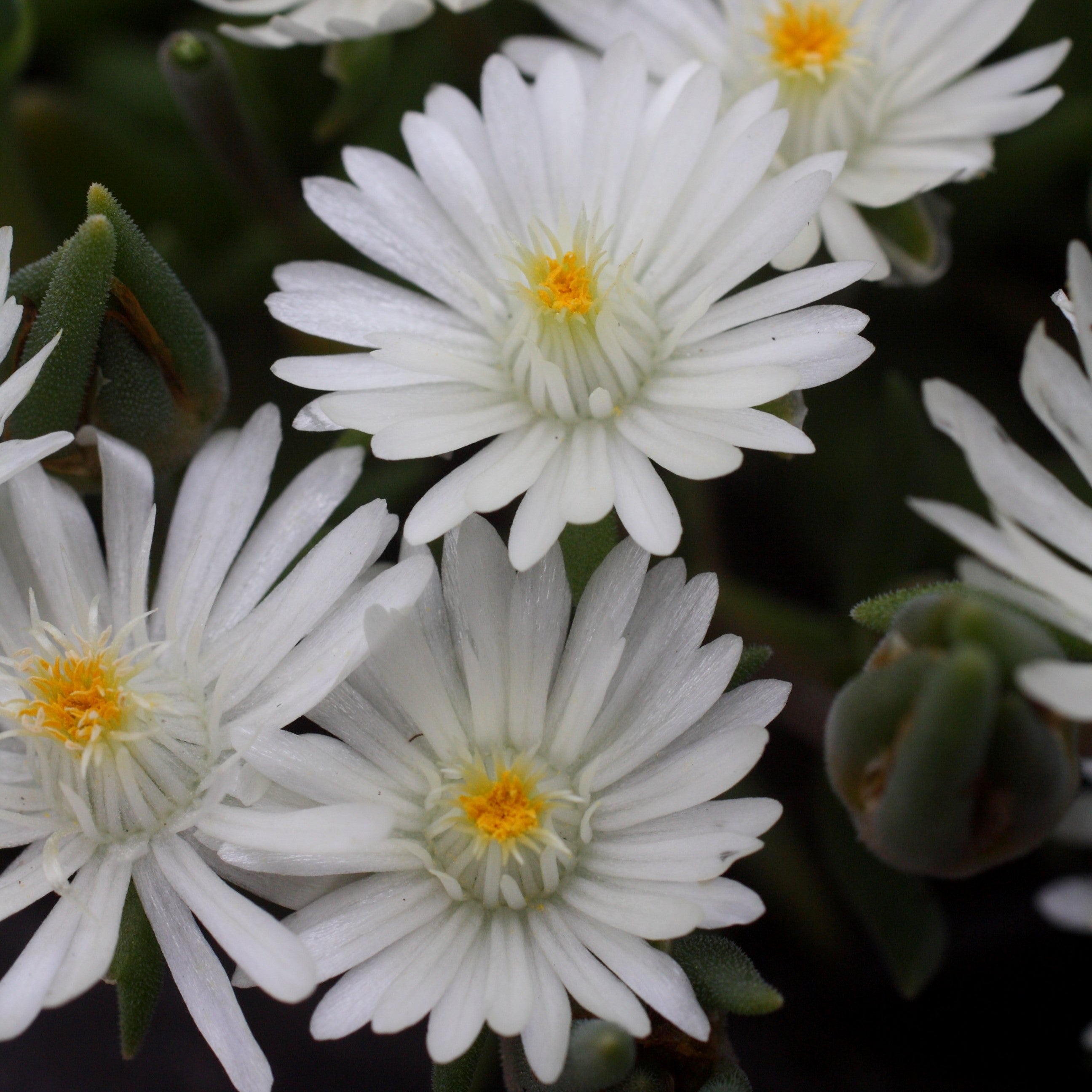 Delosperma cooperi 'Jewel of Desert Moonstone'  - Jewel of Desert® Moonstone Ice Plant