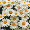 Leucanthemum x superbum 'Whoops-a-Daisy'  - Whoops-a-Daisy Shasta Daisy
