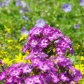 Phlox paniculata 'Volcano Purple with White Eye'  - Volcano® Purple with White Eye Phlox