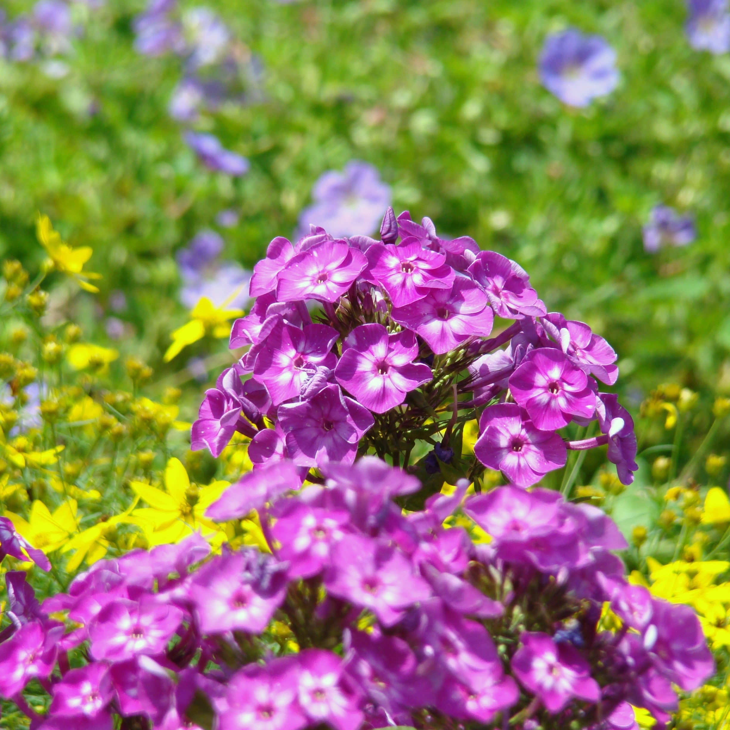 Phlox paniculata 'Volcano Purple with White Eye'  - Volcano® Purple with White Eye Phlox