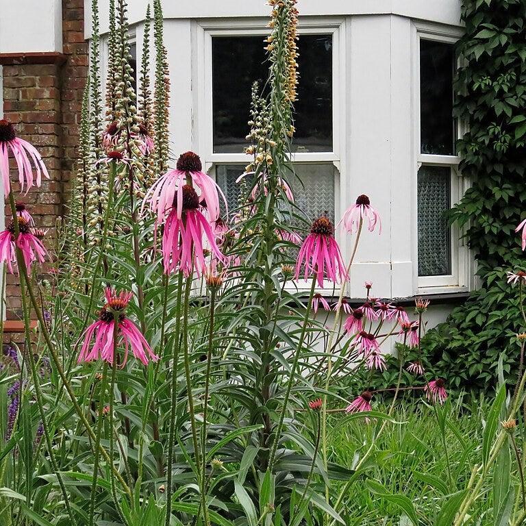 Echinacea pallida  - Pale Purple Coneflower