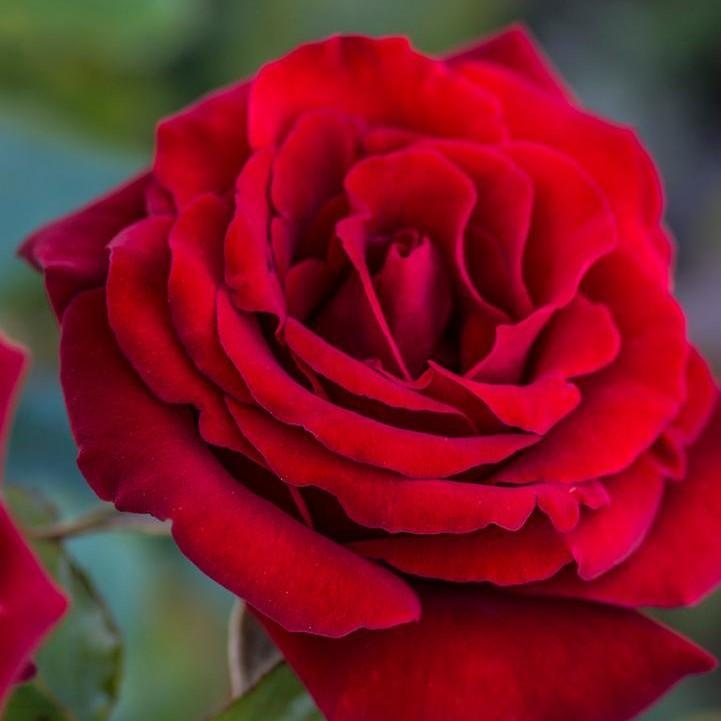 Rosa 'KORbeitelich'  - Crimson Bouquet™ Rose