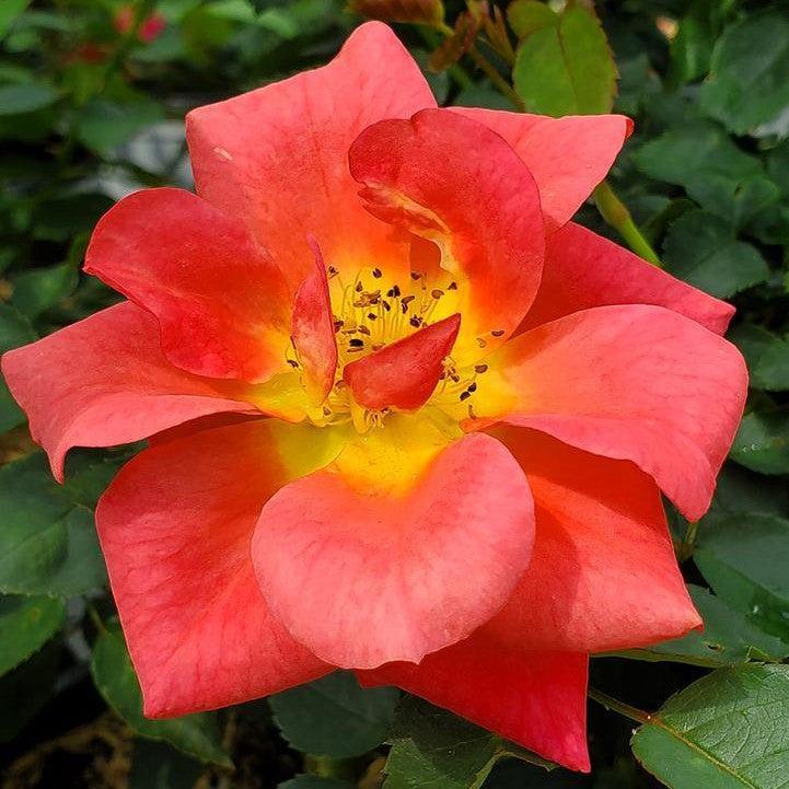 Rosa x 'Bozfra321'  - Rise Up® Emberays® Climbing Rose