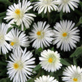 Delosperma cooperi 'Jewel of Desert Moonstone'  - Jewel of Desert® Moonstone Ice Plant