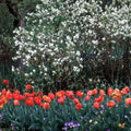 Amelanchier alnifolia 'Regent'  - Regent Serviceberry