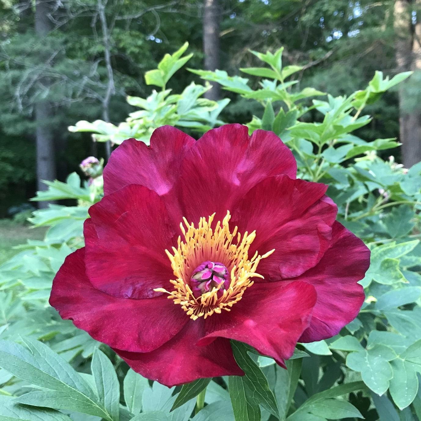 Paeonia 'Scarlet Heaven'  - Scarlet Heaven Itoh Peony