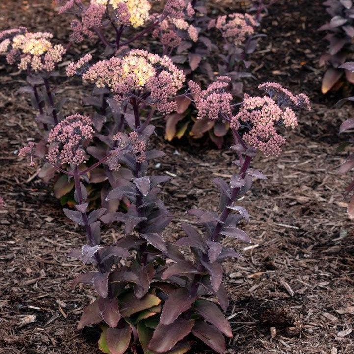Sedum x 'Holtpupascho093'  - Puff Pastry™ White Chocolate Stonecrop