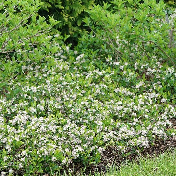 Ground Hugging Aronia melanocarpa 'UCONNAM012' - PW® Ground Hug® Aronia – Green Valley ...
