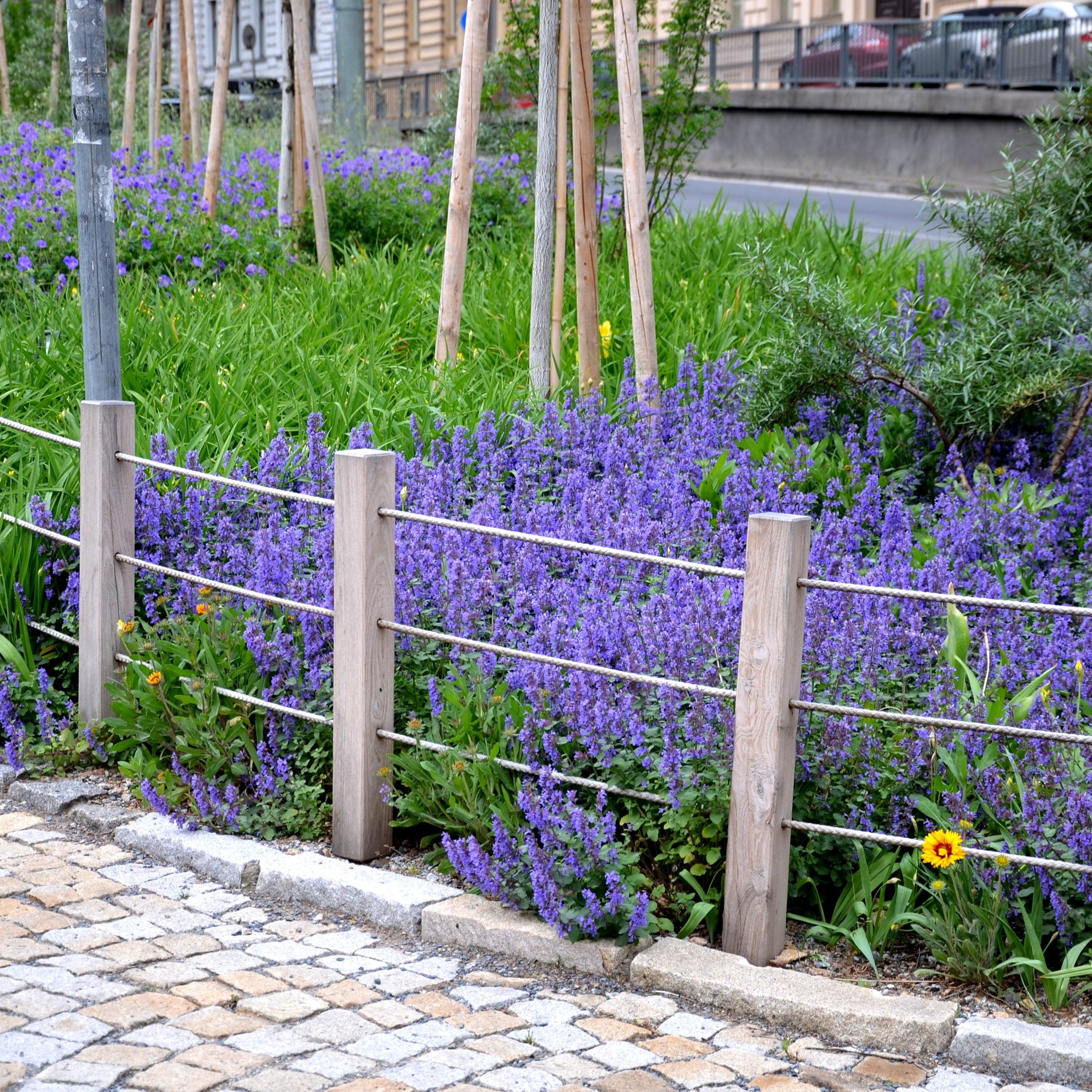 Nepeta x faassenii 'Picture Purrfect'  - Picture Purrfect Catmint