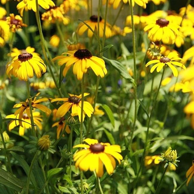 Viette's Little Suzy Black-Eyed Susan (Rudbeckia) — Dwarf Native Perennial