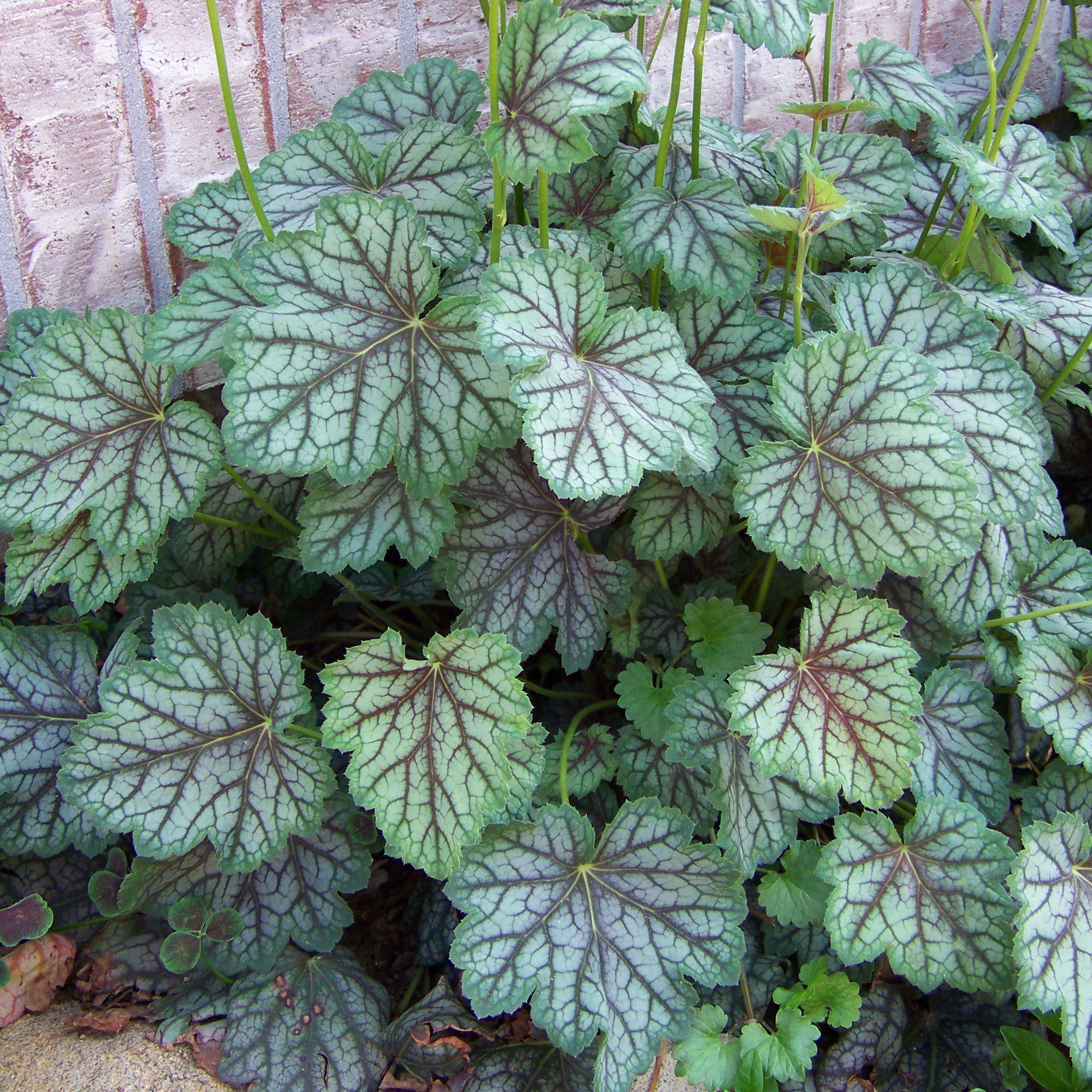 Green Spice Coral Bells (Heuchera americana) — Native Shade Perennial