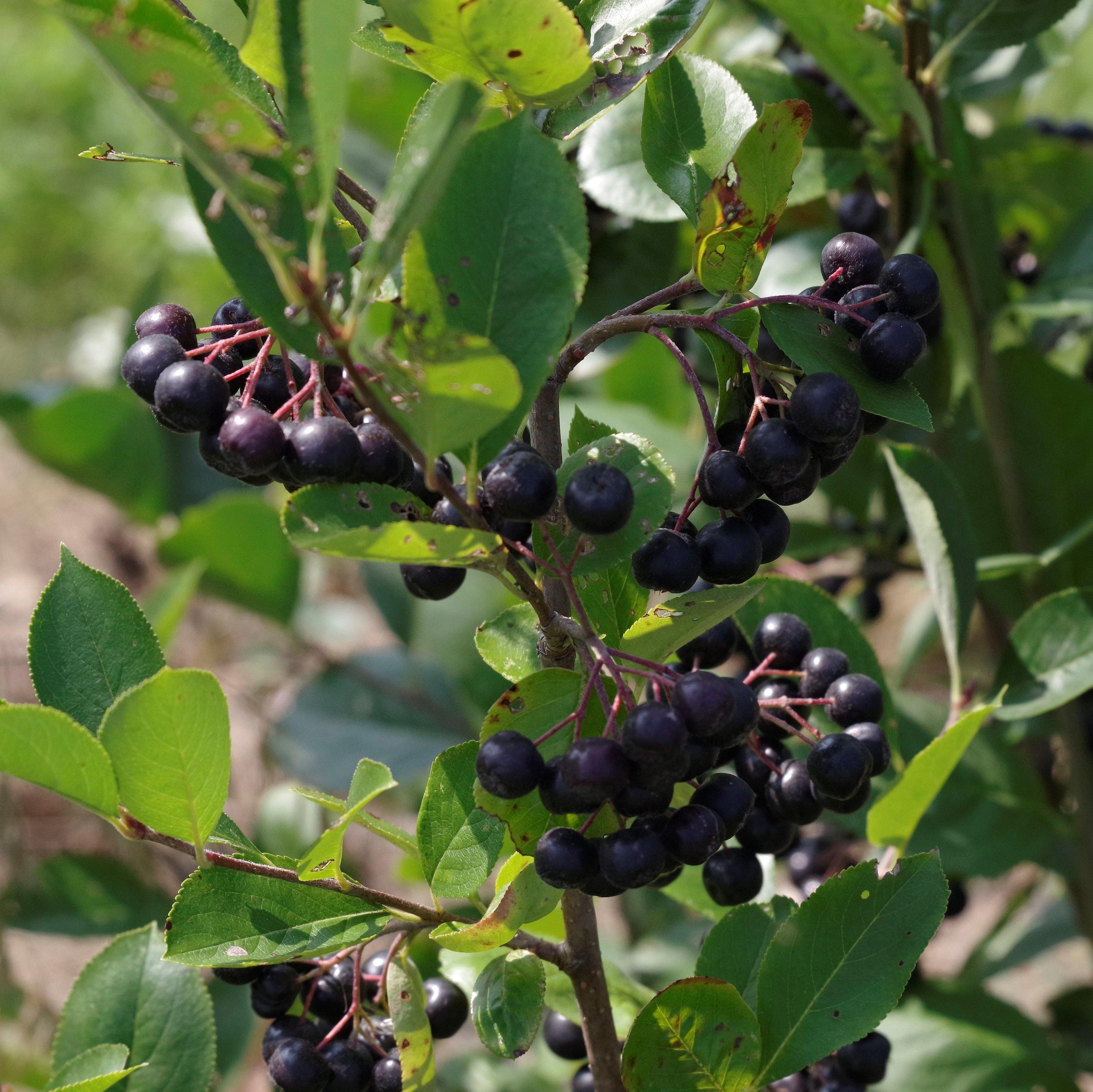 Aronia melanocarpa  - Black Chokeberry