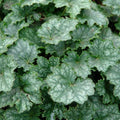 Longflower Alumroot (Heuchera longiflora) — Native Shade Perennial