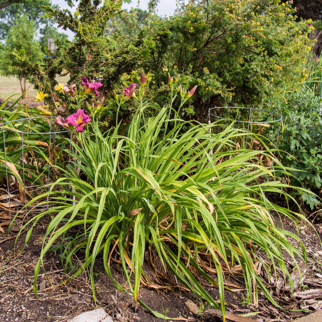 Little Grapette Daylily (Hemerocallis) — Compact Purple Perennial