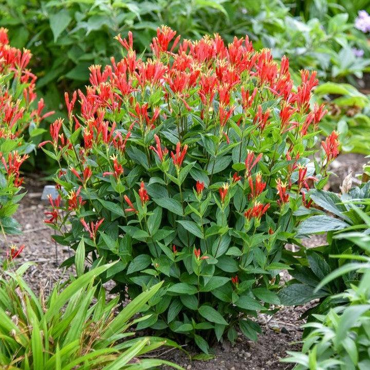 Spigelia marilandica 'Orange Slices'  - Orange Slices Indian Pink