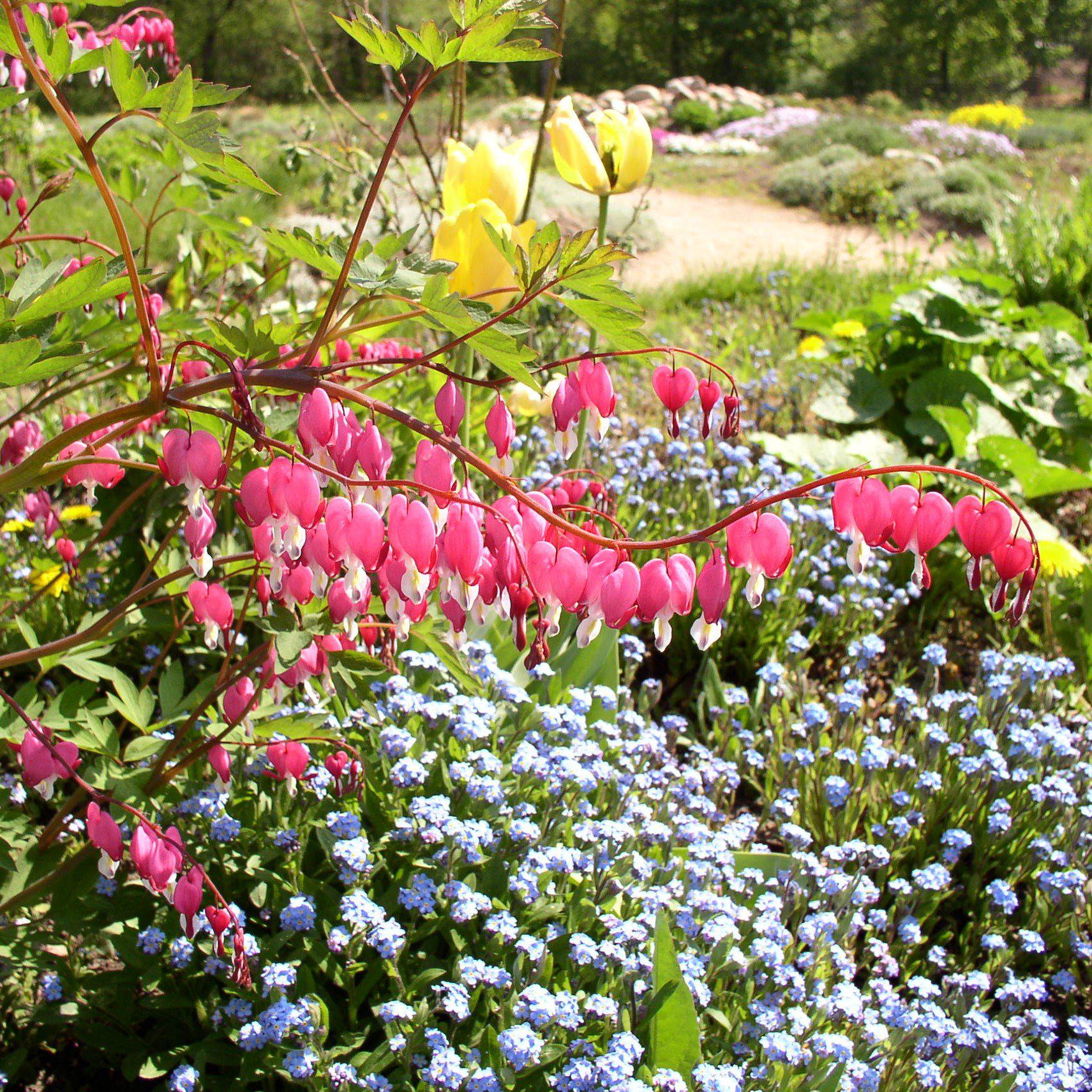 Dicentra spectabilis  - Asian Bleeding Heart