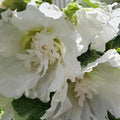 Spring Celebrities™ White Hollyhock (Alcea rosea)