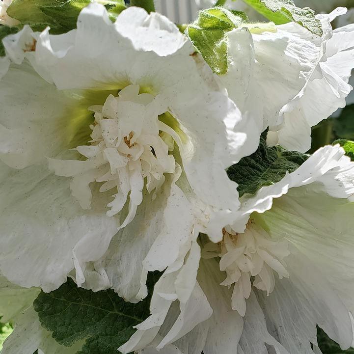 Spring Celebrities™ White Hollyhock (Alcea rosea)