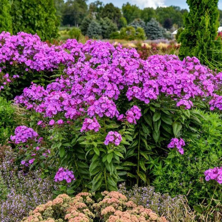 Phlox paniculata 'Luminary Evening Glow'  - Luminary® Evening Glow Phlox