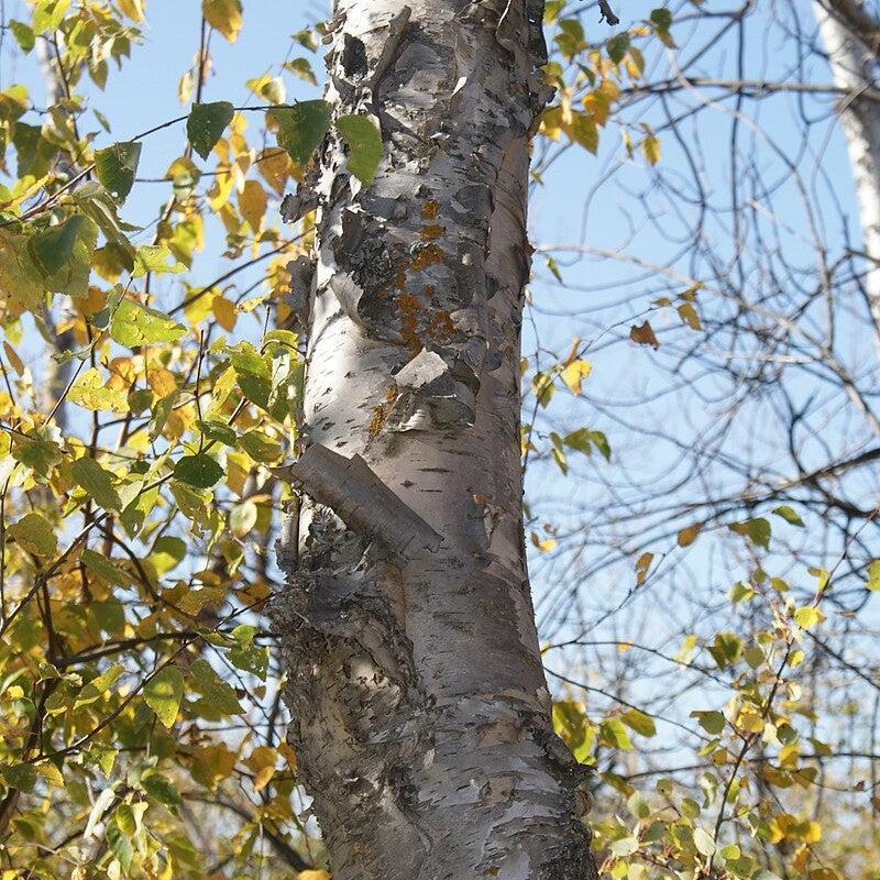 Betula papyrifera  - Paper Birch