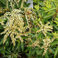 Pieris japonica 'Brouwer's Beauty'  - Brouwer's Beauty Pieris