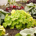 Heuchera 'Pistachio Ambrosia'  - Primo® Pistachio Ambrosia Heuchera
