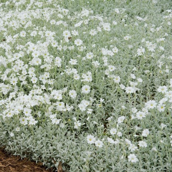 Cerastium tomentosum 'YoYo'  - Yo Yo Snow in Summer